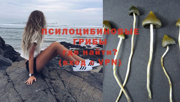 шишки Верея